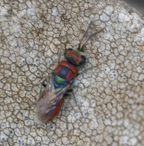 Réf. 291 979 : Chrysura candens